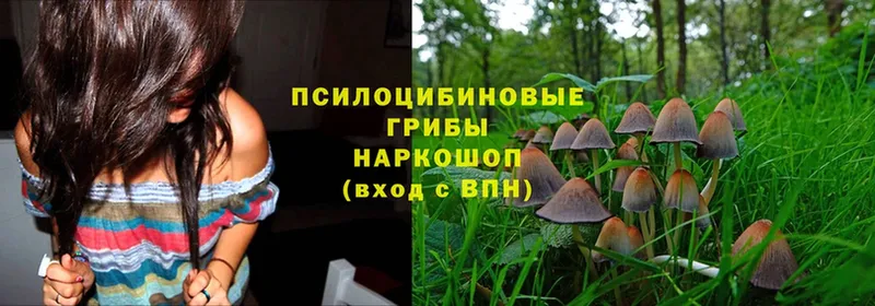 Галлюциногенные грибы Psilocybe  Гдов 